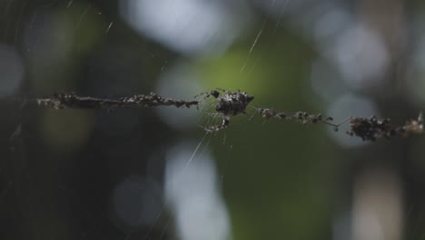 Primer-Plano-De-Una-Araña-Tejiendo-Su-Tela-En-Un-Exuberante-Bosque-Verde,-Luz-Natural,-Enfoque-En-La-Tela