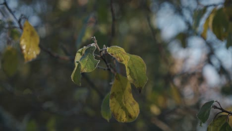 Leaves-of-a-fruit-tree-in-the-morning-light,-close-up,-slow-motion