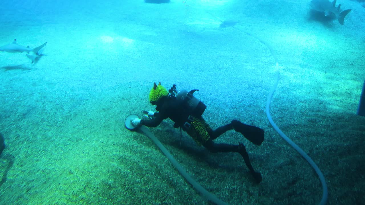 해양 생명체 와 함께 해양 바닥 을 탐사 하는 다이버