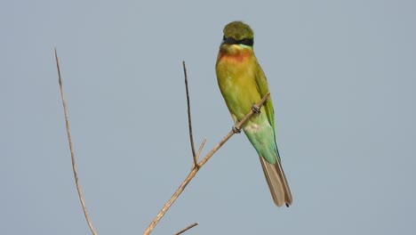 bee eater in pond area .tree .green