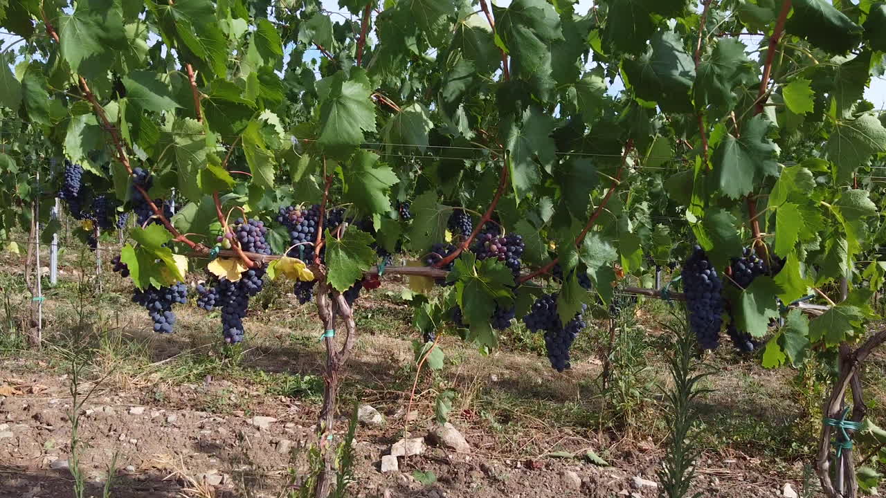 녹색 포도원에 잘 익은 와인 포도 클러스터