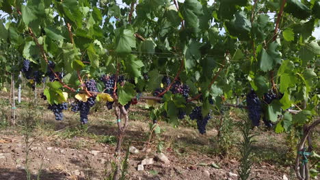 Ripe-wine-grapes-clusters-on-green-vineyards