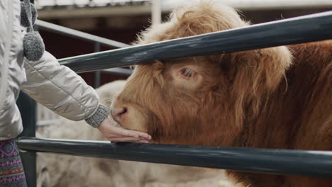 a child feeds a bull on the farm, the animal takes a treat from his hand