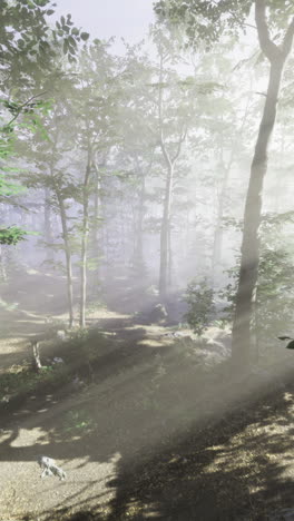 Sunlight filters through misty trees in tranquil forest setting