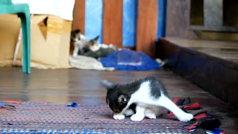 kitten cat sitting on wooden floor