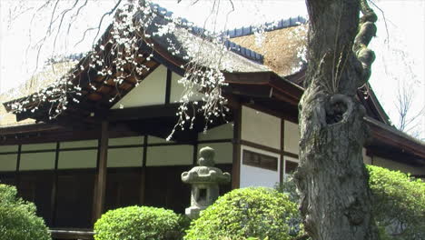 The-blossom-covered-branches-of-a-weeping-cherry-tree-hang-over-a-stone-lantern-and-Japanese-house