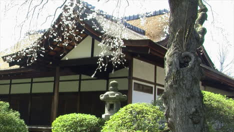 the blossom-covered branches of a weeping cherry tree hang over a stone lantern and japanese house