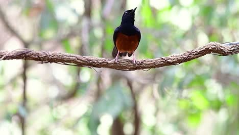 Shama-De-Rabadilla-Blanca-Encaramado-En-Una-Vid-Con-Fondo-Bokeo-Del-Bosque,-Copsychus-Malabaricus,-En-Cámara-Lenta