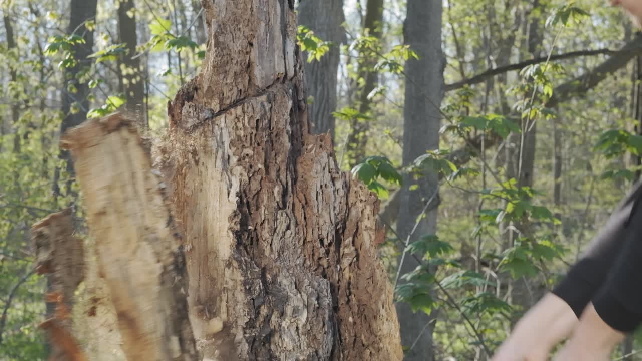 Attractive young Caucasian man splits a tree with a downward axe swing