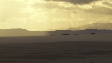 strong wind blowing in vast sandy beach with seals lying, sunset, handheld