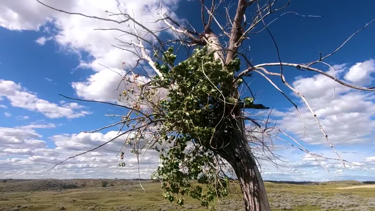 One single tree blowing in the wind on a cloudy day with a blue sky during the day