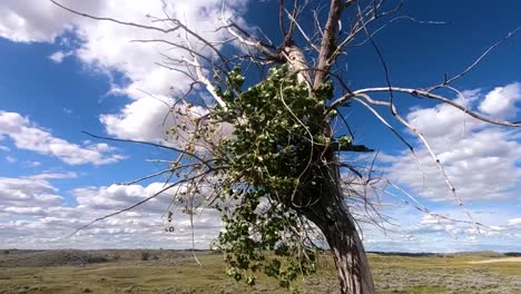 one single tree blowing in the wind on a cloudy day with a blue sky during the day