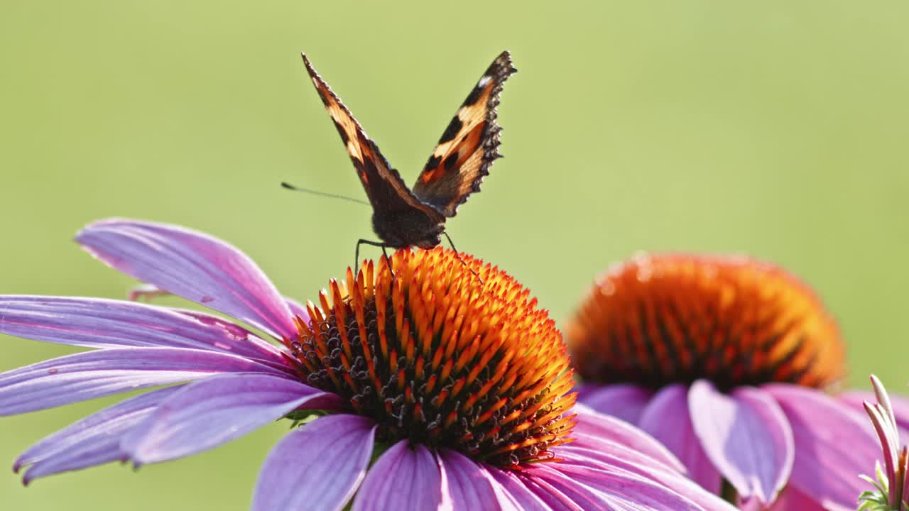 작은 대모갑 나비 한 마리가 주황색 콘플라워를 켭니다.