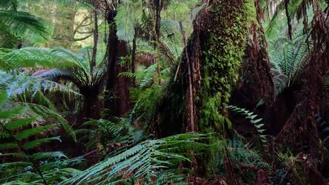 lush greenery along a rainforest trail