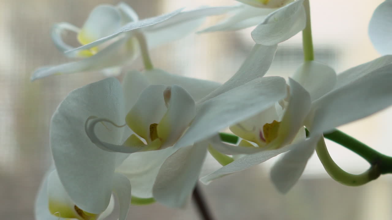 Close up isolated shot of white orchid, with blurry background