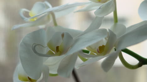 close up isolated shot of white orchid, with blurry background