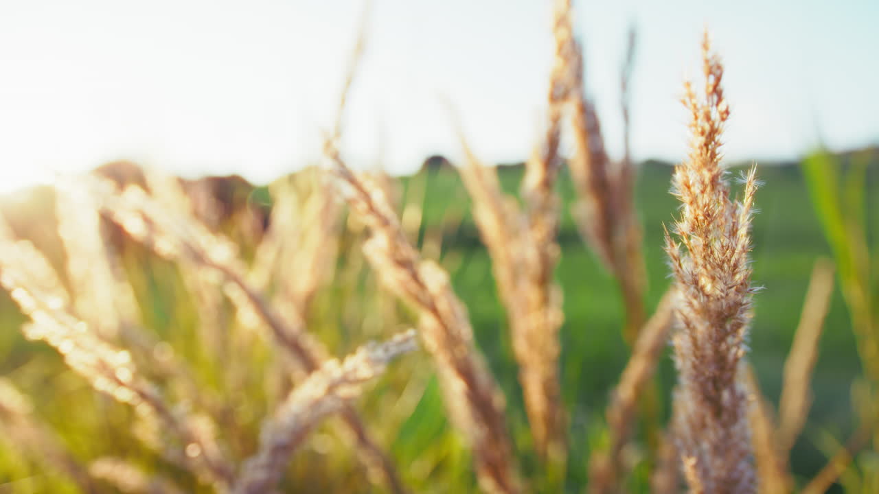 봄, 빛으로 빛나는 잔디 식물로 부드럽게 휴식을 취합니다.