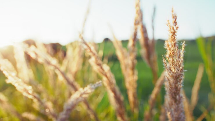 春の草の木に 太陽の光を照らして ゆっくりとリラックスする