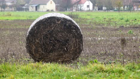 straw bale left on field, wet, rain