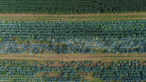 productos de jardín saludables sin pesticidas orgánicos, la antena ascendente revela hileras de vegetales verdes que crecen en el campo, tema de alimentación saludable
