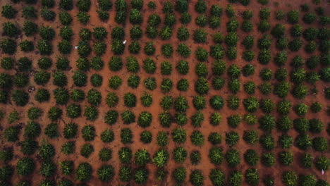 aerial birdseye rising from coffee growing field, vietnam