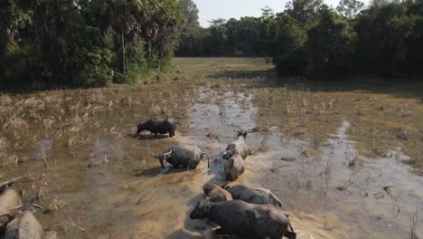 búfalo de agua remueve el barro caminando en pastizales inundados hacia el agricultor