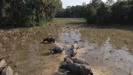 water buffalo stir up mud walking in flooded grassland toward farmer