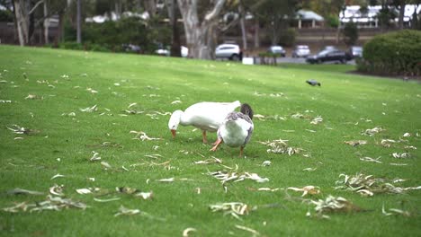 two domestic geese feeding on grass at the park