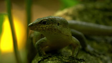 green lizard in tropical forest watching prey, slowly moving on tree