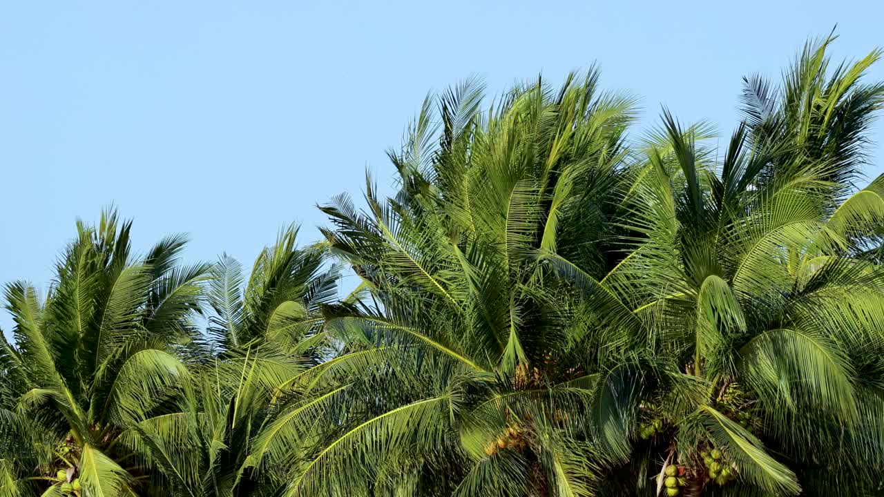 las palmeras se balancean suavemente bajo un cielo azul claro