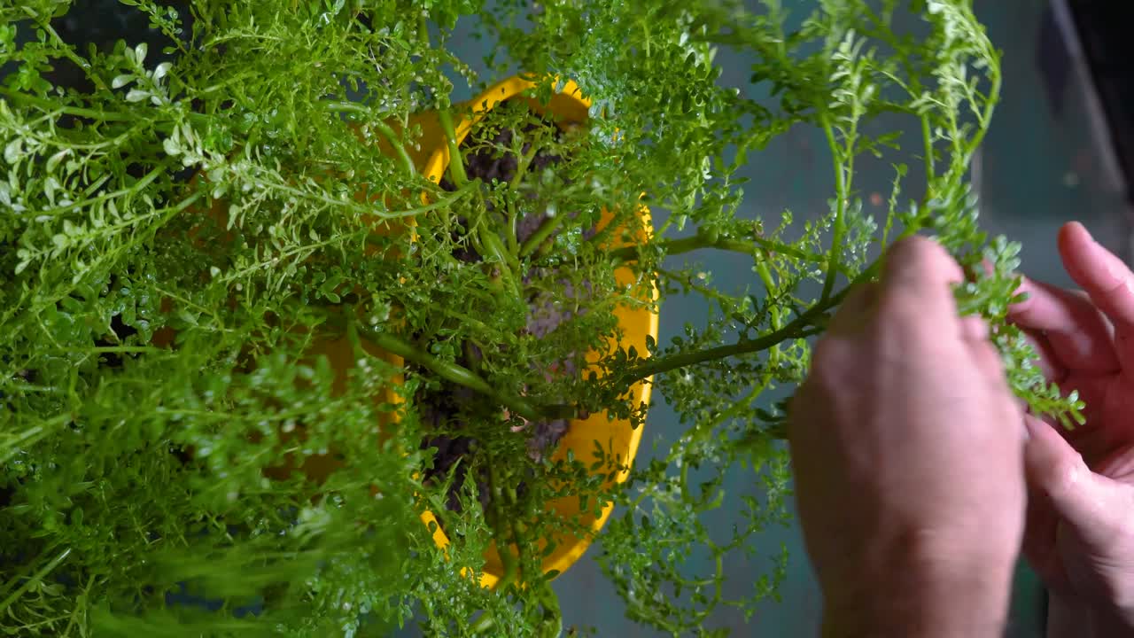 집에서 자라는 식물에 대한 사랑: 남성의 손은 가정의 초록색을 부드럽게 돌보는 것을 나타니다.