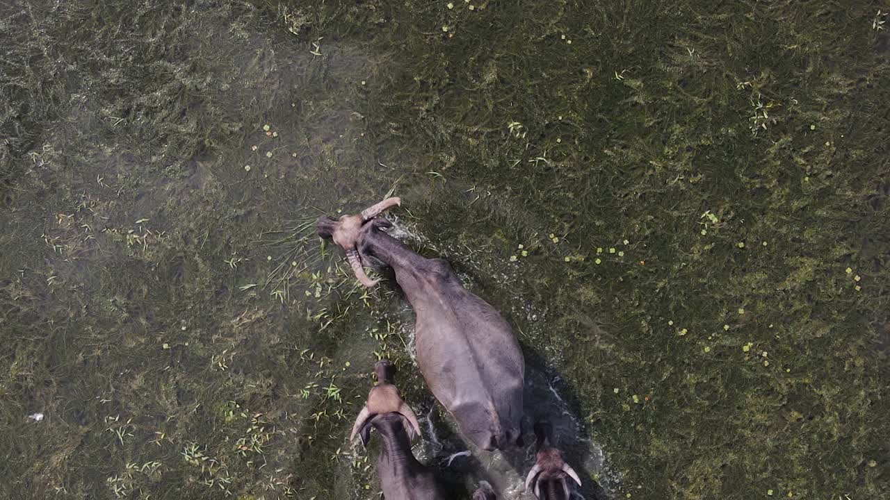 vista de arriba hacia abajo manada de búfalos de agua cruzando humedales de algas, creando un sendero a lo largo de las plantas de agua