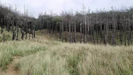 erosión costera del bosque de newborough daño a los árboles silvestres de los bosques a lo largo de la costa arenosa de anglesey