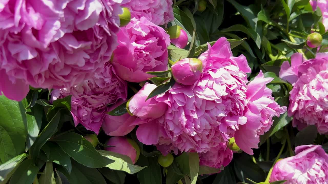 Beautiful pink peonies in bloom