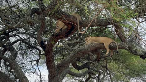 two lions resting in a tree in cloudy weather. tarangire national park, tanzania.