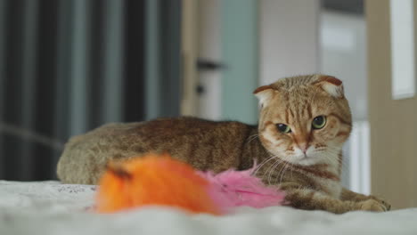 scottish fold cat playing with a feather toy