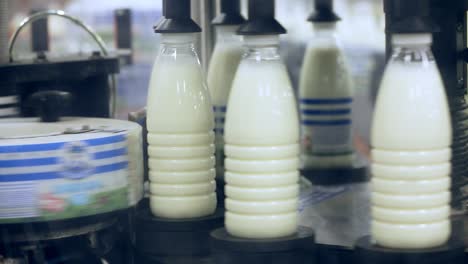 marcado de botellas de leche en la fábrica de alimentos. industria láctea. planta de alimentos. fábrica de leche