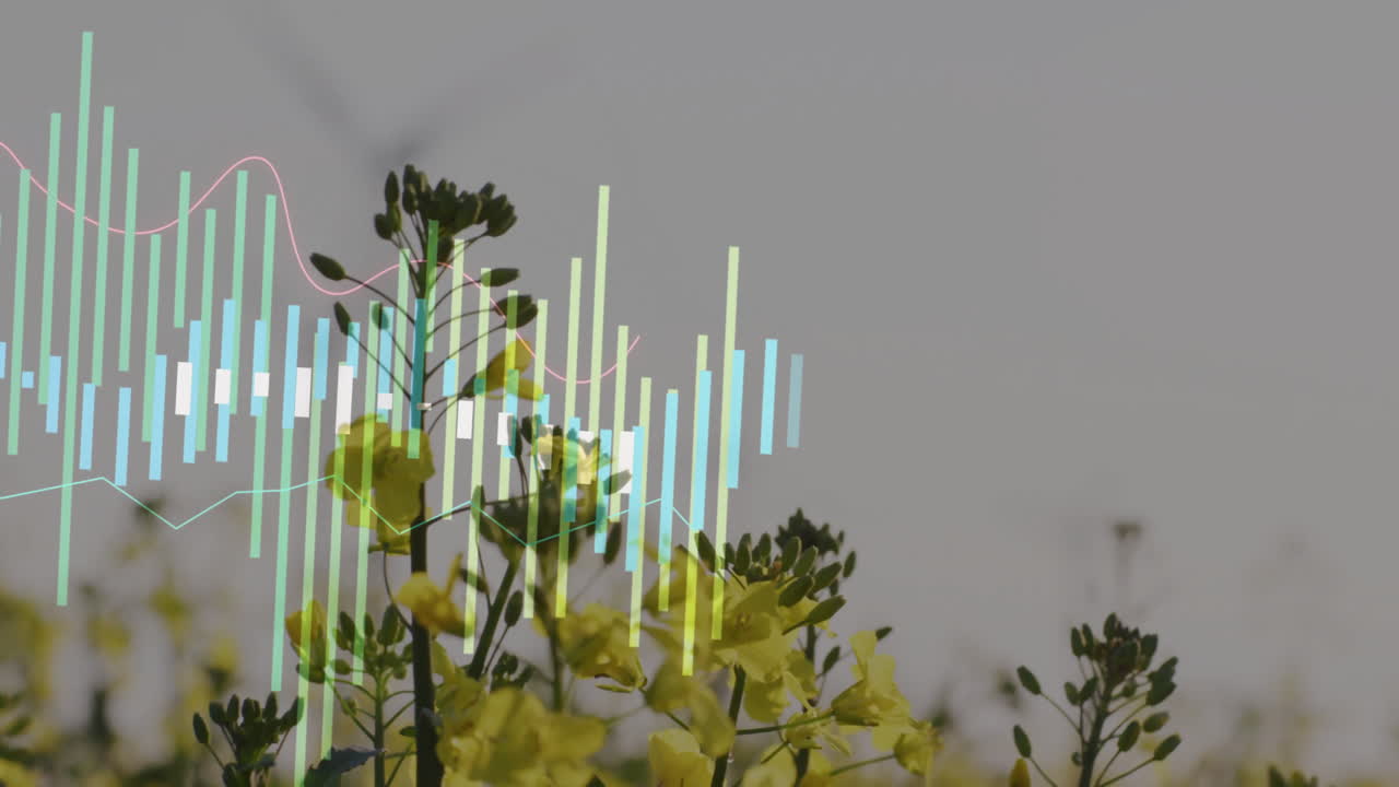 Yellow flowering stems being visualized in data overlay, layering pastel bar charts and line graphs