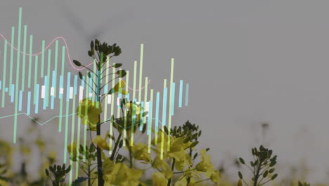 yellow flowering stems being visualized in data overlay, layering pastel bar charts and line graphs