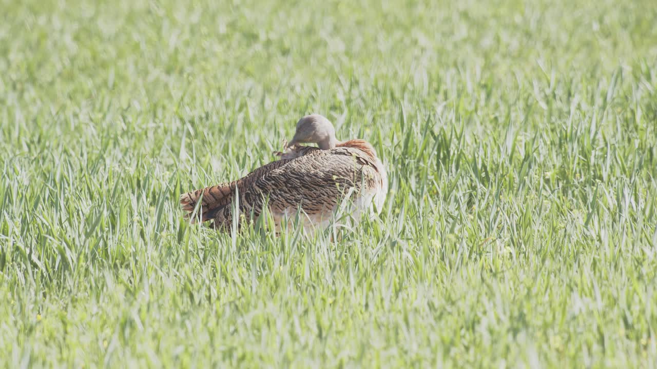 A female great bustard preening, in the meadow during the spring breeding season, in La Mancha, Spain