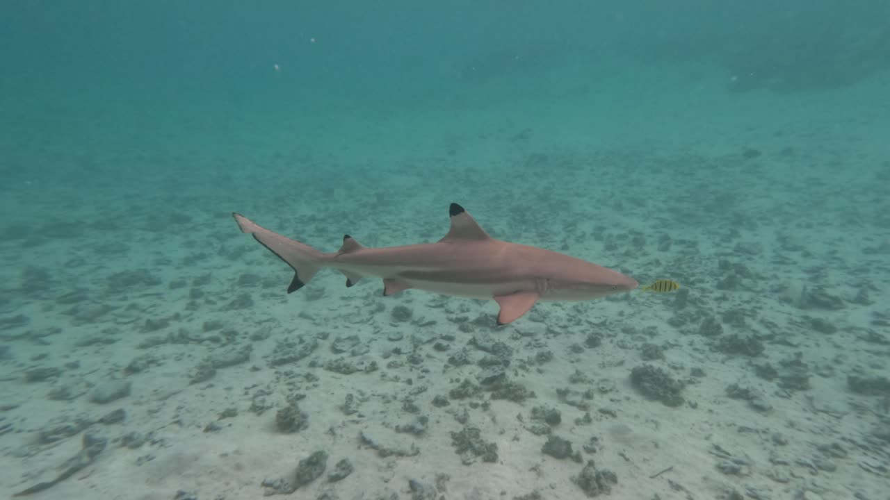 tiburón de arrecife de punta negra y pez piloto nadando delante de su cabeza