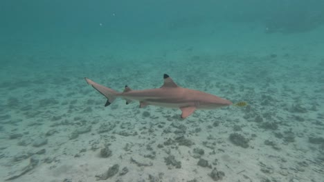 Blacktip-reef-shark-and-pilot-fish-swimming-in-front-it's-head