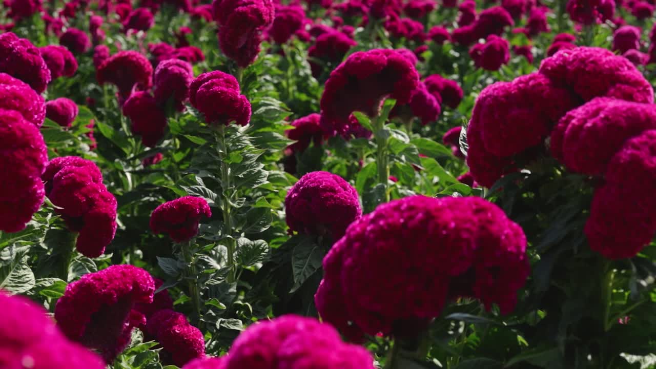 Velvet flower field push in footage