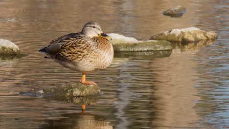 A-Hen-Mallard-Duck-Resting-On-A-Rock-In-A-Pond-At-Yangjae,-Seoul,-South-Korea