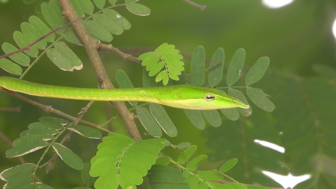 Long-nosed Whipsnake in tree - green 