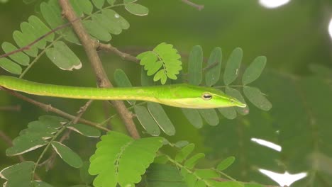 Long-nosed-Whipsnake-in-tree---green-