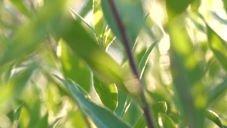 Dolly-right-shot-of-green-tree-leaves-with-dark-stems