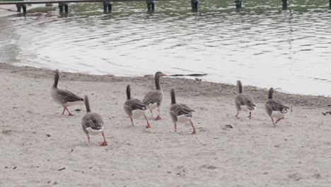 gansos polacos en la orilla del lago