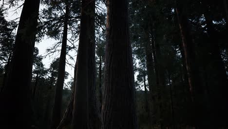 Secuoyas-Gigantes-En-Verano-En-El-Parque-Nacional-De-Secuoyas,-California