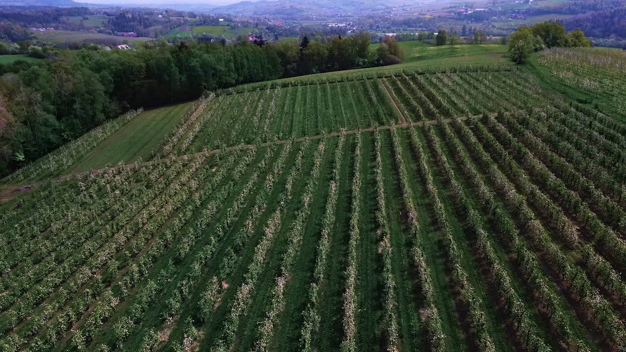 blooming apple tree fields, aerial shot